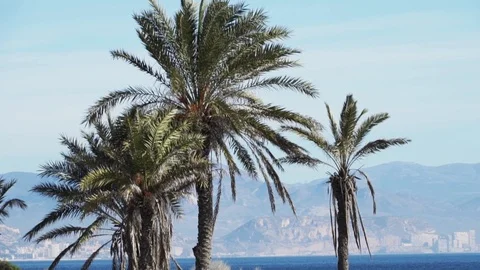 Palms spain Stock Footage 89693344