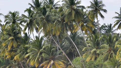 Palms Sri Lanka View Slowmotion 4k Stock Footage 85778876