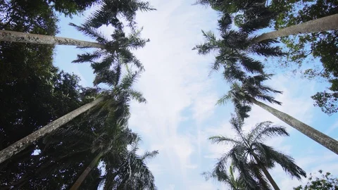 Palms Stand like Columns against the Sky in Sri Lankan Park Stock Footage 85483248