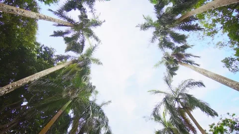 Palms Stand like Columns against the Sky in Sri Lankan Park Vídeos de archivo 151779177