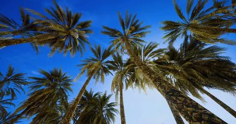 Palms stretch towards bright blue sky in tropical setting during sunny day イラスト素材