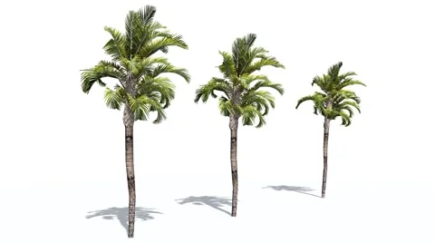 Palms in strong wind Stock Footage 47237152