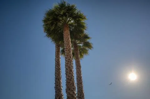 Palms with sun Stock Photos