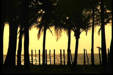 Palms on the sunset 2 動画素材 67776