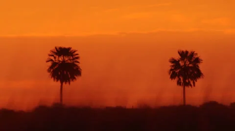 Palms sunset 動画素材 24701376