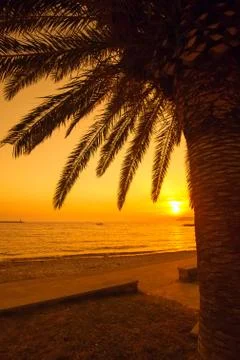 Palms at sunset Stock Photos