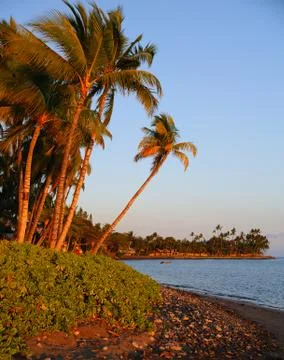 Palms at sunset Foto stock