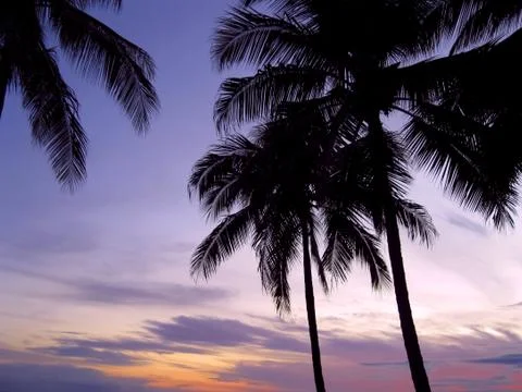 Palms in sunset Stock Photos