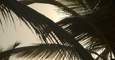 Palms at Sunset, Slow Motion Cinematic Sun Shot of Palm Trees Stock Footage 112417674