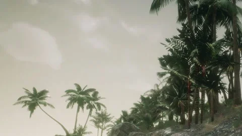 Palms Sway Gently Under a Soft Sky as the Sun Begins to Set Over the Shore Stock Footage 348112938