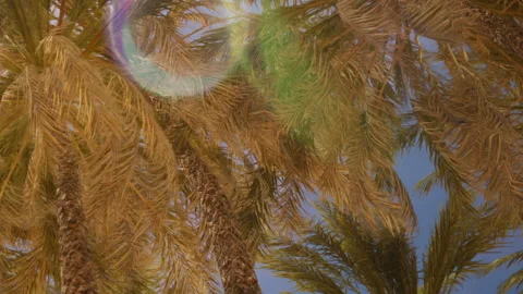 Palms sway under bright sunlight in tropical location Stock Footage 345050938