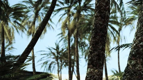 Palms Swaying Gently in the Tropical Breeze Under a Bright Blue Sky Stock Footage 347056341