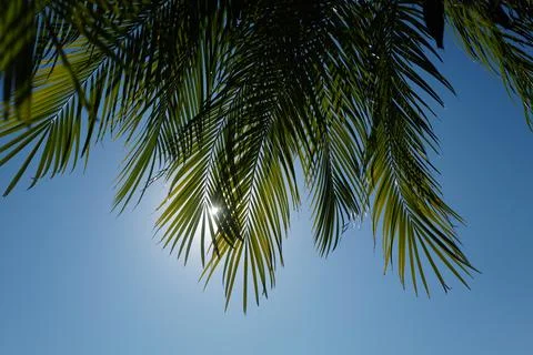 Palms texture. Tropical trees background. Coco palms on blue sky. Exotic summer Stock Photos