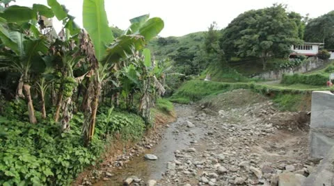 Palms in tobago (HD)c  Video stock 12656888