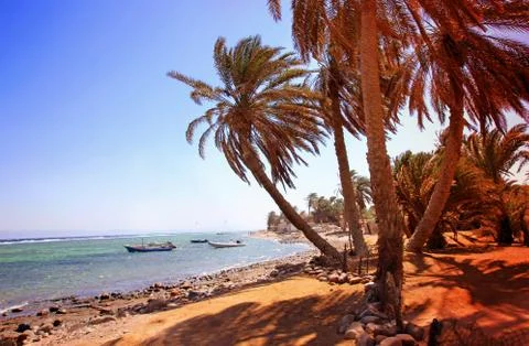 Palms tree against sky background. Sunshine through palm branch. Stock Photos