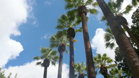Palms tree on the beach against the background of white clouds nature. Stock Footage 173495969