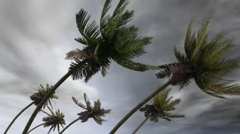 Palms tree in hurricane Stock Footage 419902