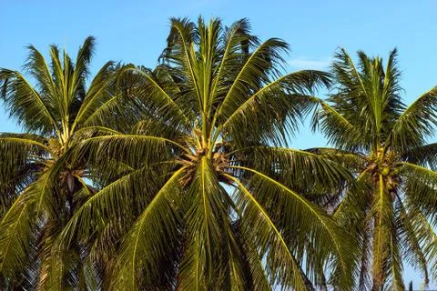 Palms tree on the sky Foto stock