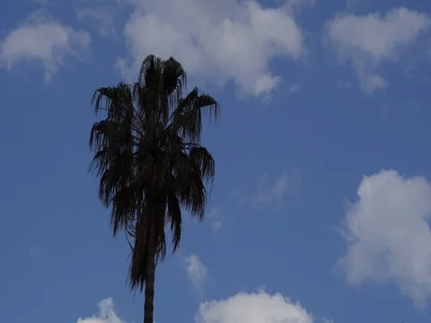 Palms tree under blue sky 動画素材 76709994