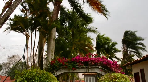 Palms tree in wind Vídeo Stock 41427232
