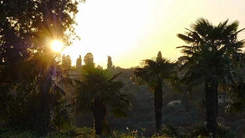 Palms trees and sunset Stock Footage 122130974
