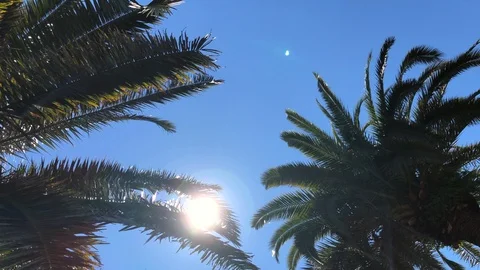 Palms Trees on the Blue Sky Background Stock Footage 112251228