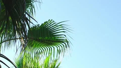 Palms trees on a clear sky - Palm tree forest with a sunny blue sky. Stock Footage 201591676