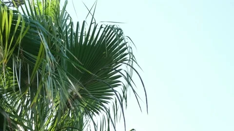 Palms trees on a clear sky - Palm tree forest with a sunny blue sky. Stock Footage 201591939