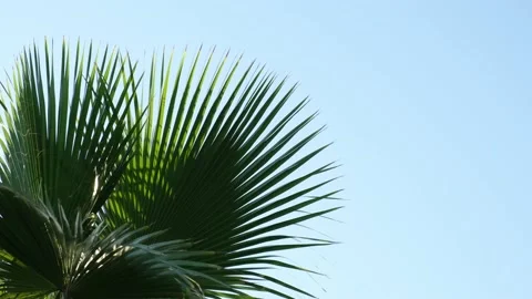 Palms trees on a clear sky - Palm tree forest with a sunny blue sky.  Palm Video stock 201592232