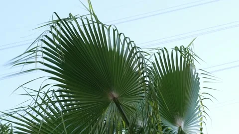 Palms trees on a clear sky - Palm tree forest with a sunny blue sky - palm leaf Video stock 201592234