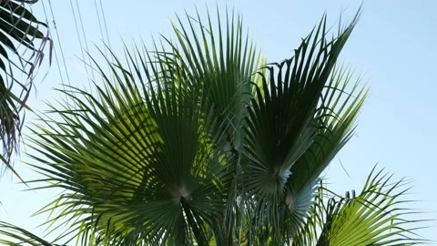 Palms trees on a clear sky - Palm tree forest with a sunny blue sky. Video stock 201592516