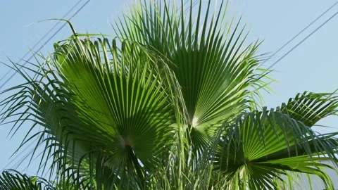 Palms trees on a clear sky - Palm tree forest with a sunny blue sky. Video stock 201593043