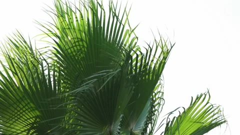 Palms trees on a clear sky - Palm tree forest with a sunny blue sky. Video stock 201593160