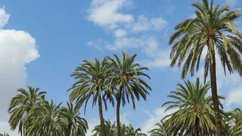 Palms trees on cloudy blue sky moving by the wind Stock Footage