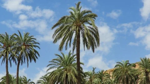 Palms trees on cloudy blue sky moving by the wind Stock Footage 111782536