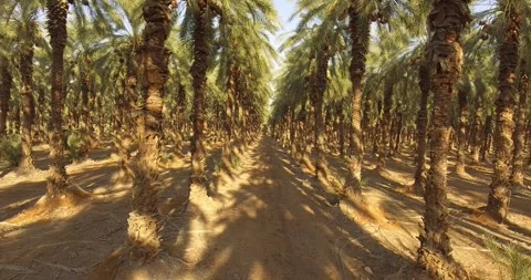 Palms Trees, Desert Stock Footage 258942143