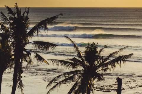 A palms trees in front of a surf spot Stock Photos
