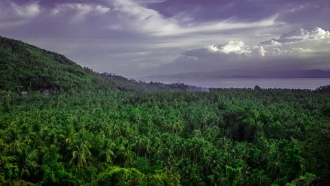 Palms trees Koh Phangan Timelapse  Stock Footage 77867600