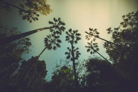 Palms Trees Stock Photos