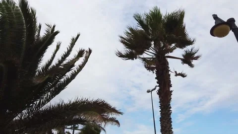 Palms trees swaying in wind. Row of green palm trees with an overcast sky on Stock Footage 133803169