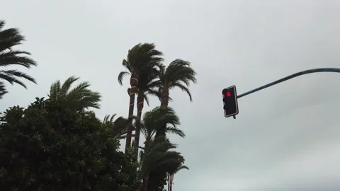 Palms trees swaying in wind. Row of green palm trees with an overcast sky on Stock Footage 133808028