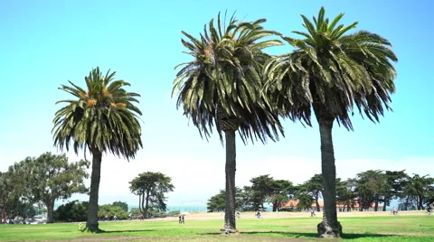 Palms Trees Time-lapse Sunny Day Stock-Footage 65731755