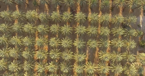 Palms Trees - top shot Stock Footage 259029836