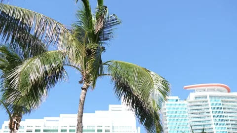 Palms Tress Waving Stock Footage 273409999