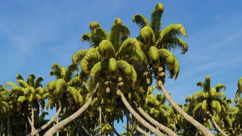 Palms on the tropical beach 3d rendering 库存插图