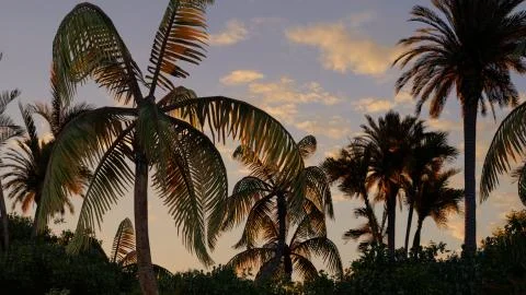 Palms on the tropical beach 3d rendering Illustrazione stock