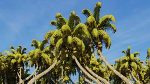 Palms on the tropical beach 3d rendering 스톡 일러스트