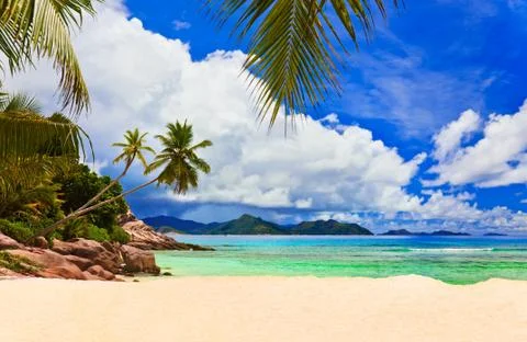 Palms on tropical beach Foto stock