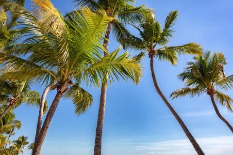 Palms on tropical beach Stock Photos