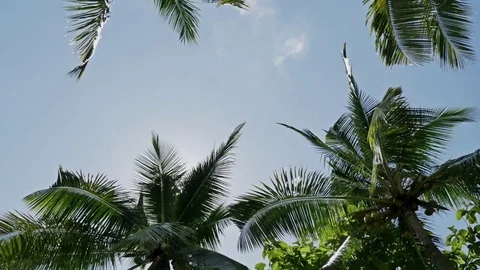 Palms Underneath Coco Sky View Tropic 4k Stock Footage 70588837